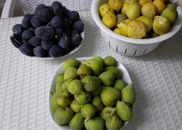 Mersinera Paradise Garden Stars House Holiday home Larnaca